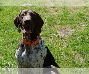 Mother of the German Shorthaired Pointer puppies born on 03/09/2022