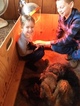 Small Photo #12 Airedale Terrier Puppy For Sale in BOWRING, OK, USA