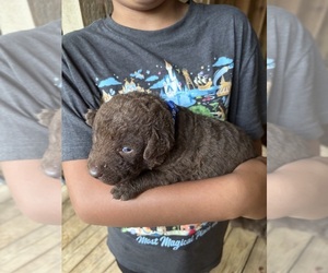 Chesapeake Bay Retriever Puppy for sale in COOKEVILLE, TN, USA