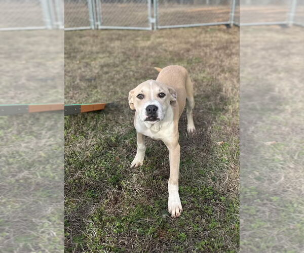 Medium Photo #10 Mutt Puppy For Sale in Rockaway, NJ, USA