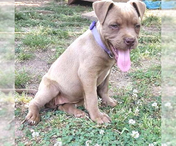 Medium Photo #2 Bulldog-Unknown Mix Puppy For Sale in Rutherfordton, NC, USA
