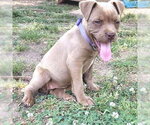 Small #1 Bulldog Mix