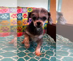 Small #5 Shih Tzu
