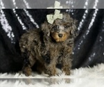Small #5 Poodle (Miniature)