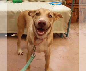 Jojo(now Oakland) - Male Mutt Dog for Adoption - Photo #4