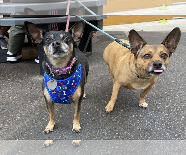 Medium Photo #4 American Rat Pinscher Puppy For Sale in Princeton, MN, USA