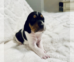 Black and Tan Coonhound-Bluetick Coonhound Mix Litter for sale in OAK HILLS, CA, USA
