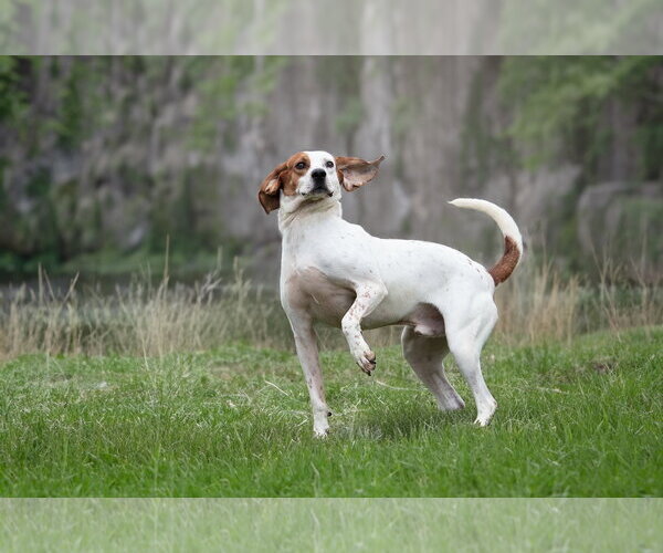 Medium Photo #6 Mutt Puppy For Sale in Bardstown, KY, USA