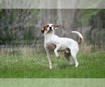 Small #5 Mutt