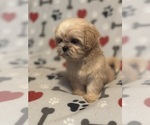 Small #1 Shih Tzu