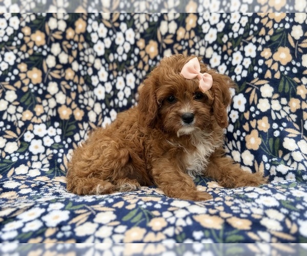 Medium Photo #1 Cavapoo (Miniature) Puppy For Sale in LAKELAND, FL, USA