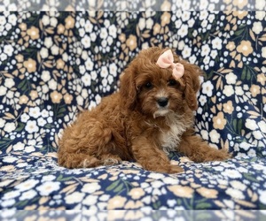 Cavapoo (Miniature) Puppy for sale in LAKELAND, FL, USA