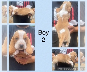 Basset Hound Puppy for Sale in GERBER, California USA