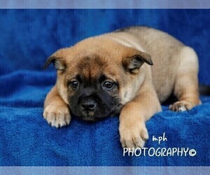 Jug-Shiba Inu Mix Puppy for sale in LIBERTY, KY, USA