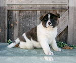 Small Photo #15 Akita Puppy For Sale in MILLERSBURG, OH, USA