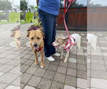 Small Photo #4 American Pit Bull Terrier-Unknown Mix Puppy For Sale in Oakhurst, NJ, USA