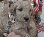 Puppy JINGLE Goldendoodle-Poodle (Standard) Mix
