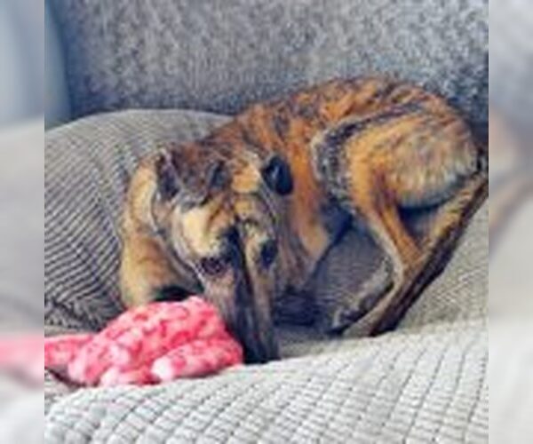 Medium Photo #1 Greyhound Puppy For Sale in Grandville, MI, USA