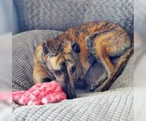 Greyhound Dogs for adoption in Grandville, MI, USA