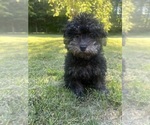 Small #14 Poodle (Miniature)