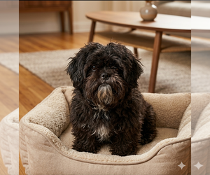 Mutt Dogs for adoption in Vail, AZ, USA