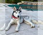 Small #2 Siberian Husky