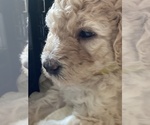 Small Photo #3 Goldendoodle-Poodle (Standard) Mix Puppy For Sale in CLINTON TOWNSHIP, MI, USA
