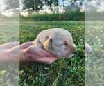 Small #2 Labrador Retriever