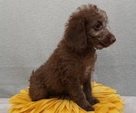Puppy DMF G2 Labradoodle