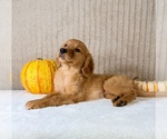 Dalila - Female Golden Retriever Puppy for Sale - Photo #5