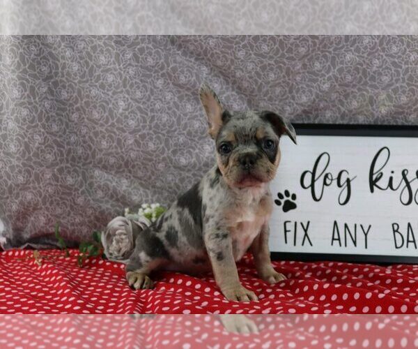 Medium Photo #2 French Bulldog Puppy For Sale in WOOSTER, OH, USA