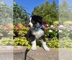 Small #5 Miniature Australian Shepherd
