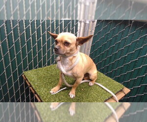 Chihuahua Dogs for adoption in Downey, CA, USA