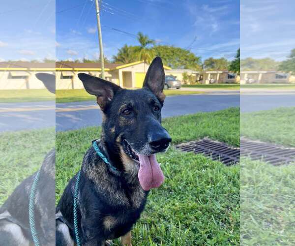 Medium Photo #6 German Shepherd Dog Puppy For Sale in Plantation, FL, USA