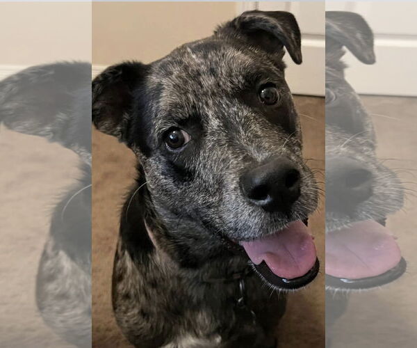 Medium Photo #8 Catahoula Leopard Dog Puppy For Sale in Euless, TX, USA