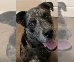 Small #7 Catahoula Leopard Dog
