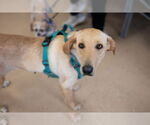 Small #4 Labrador Retriever Mix