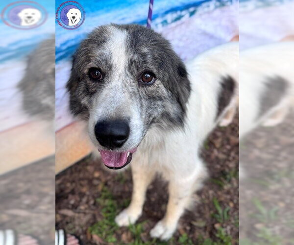 Medium Photo #3 Great Pyrenees Puppy For Sale in Spring, TX, USA