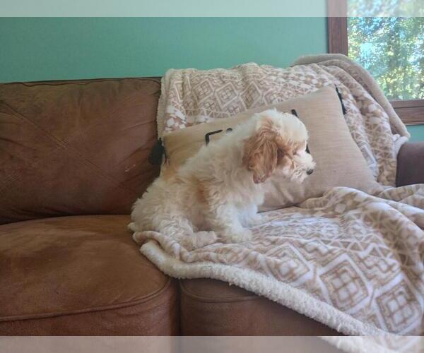 Medium Photo #4 Aussie-Poo Puppy For Sale in HOLMESVILLE, OH, USA