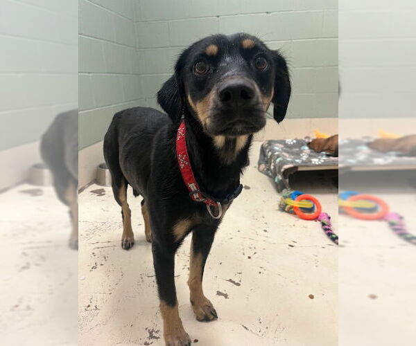 Medium Photo #2 Australian Kelpie-Unknown Mix Puppy For Sale in Webster, WI, USA