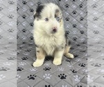 Small #5 Australian Shepherd