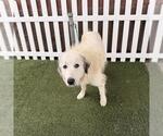 Small Great Pyrenees