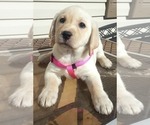 Small #23 Labrador Retriever