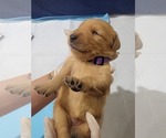 Small #6 Golden Retriever