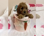 Small Photo #22 Cavapoo Puppy For Sale in SYLMAR, CA, USA