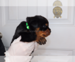 Small Photo #12 Rottweiler Puppy For Sale in FLAGSTAFF, AZ, USA