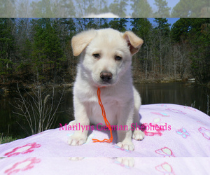 German Shepherd Dog Puppy for sale in PIEDMONT, MO, USA