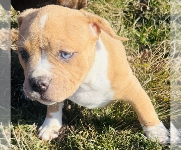 Medium Photo #3 American Bully Puppy For Sale in GROVE CITY, MN, USA