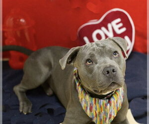 American Pit Bull Terrier-Unknown Mix Dogs for adoption in Placerville, CA, USA