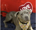 Small American Pit Bull Terrier Mix